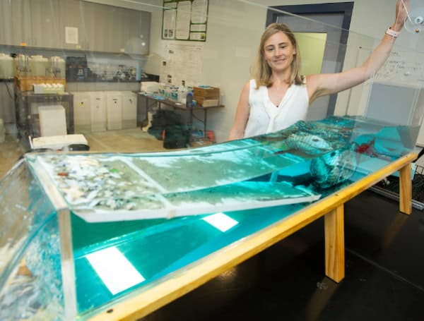 UF/IFAS And Florida Sea Grant Secure $250K NOAA Grant To Cultivate Seaweed Aquaculture