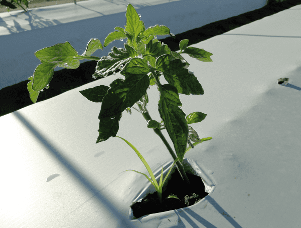 AI Technology Uses Less Herbicide To Kill Weeds AI Technology Uses Less Herbicide To Kill Weeds