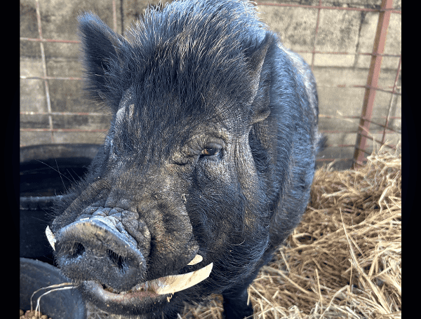 Pasco Deputies Say The Lost Potbellied Pig In Dade City Has Been Claimed