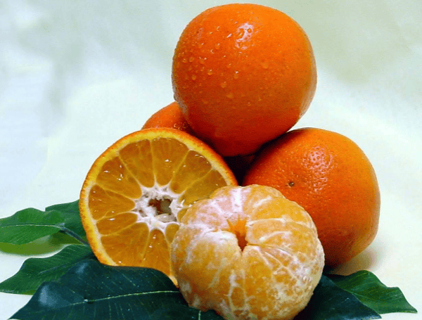 Citrus Craze: How To Grow Thriving Trees In Your Florida Backyard (And Beyond)