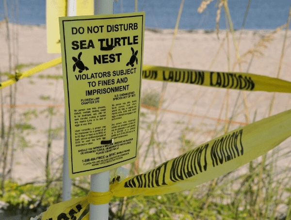 Sea Turtle Nesting (FWC