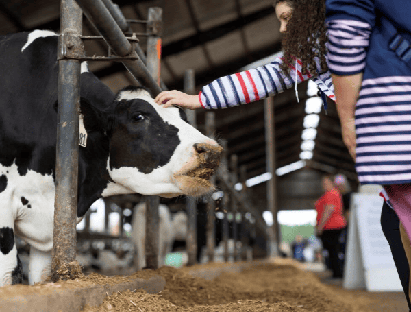 Florida Slams The Border Shut On Out-Of-State Dairy Cows Over Bird Flu ...