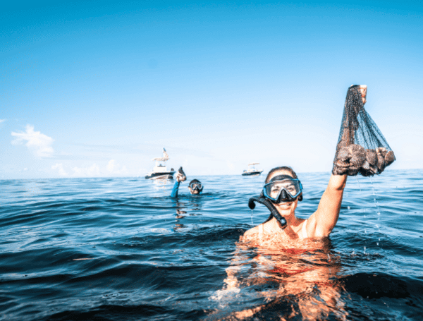 Pasco County Zone Suspended For 2026 Bay Scallop Season Due To Algae Concerns Pasco County Zone Suspended For 2026 Bay Scallop Season Due To Algae Concerns