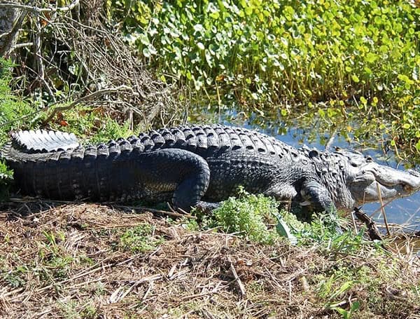 FWC "GatorWise"