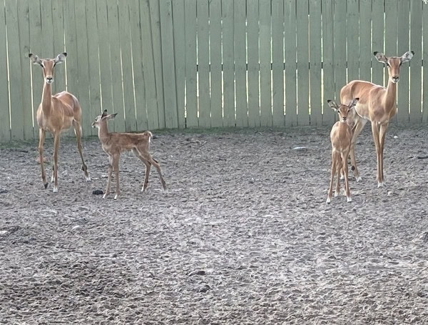 From Tiny Hooves To Fluffy Chicks: ZooTampa’s Summer Baby Boom Is On From Tiny Hooves To Fluffy Chicks: ZooTampa’s Summer Baby Boom Is On