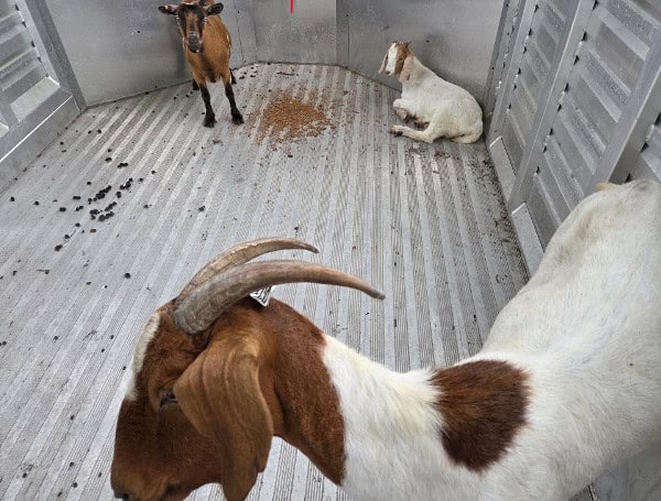 Texas Livestock Bust: Florida Man Arrested For Smuggling Livestock Past Pest Inspection Texas Livestock Bust: Florida Man Arrested For Smuggling Livestock Past Pest Inspection