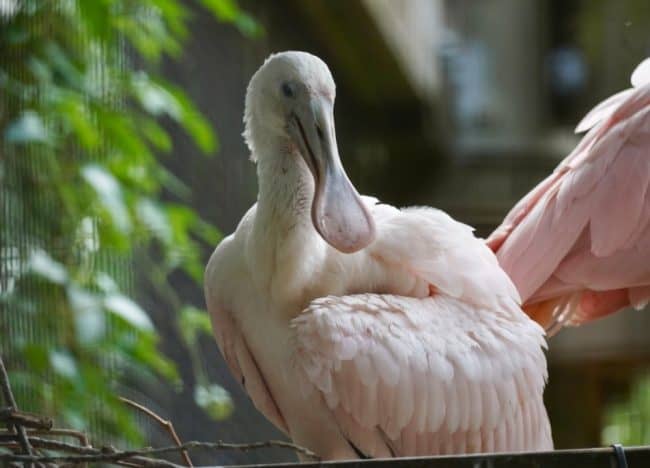 Roseate Spoonbill (Vanessa Lyons)