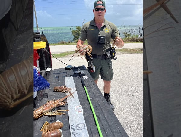 Dive Flag Flop In The Florida Keys Leads To Lobster Law Violations For St. Petersburg Man Dive Flag Flop In The Florida Keys Leads To Lobster Law Violations For St. Petersburg Man