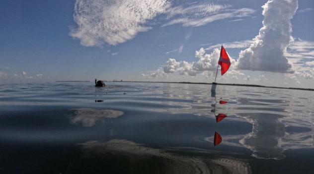 Could Seaweed Be Florida’s Next Big Crop? Researchers Are Exploring The Possibilities