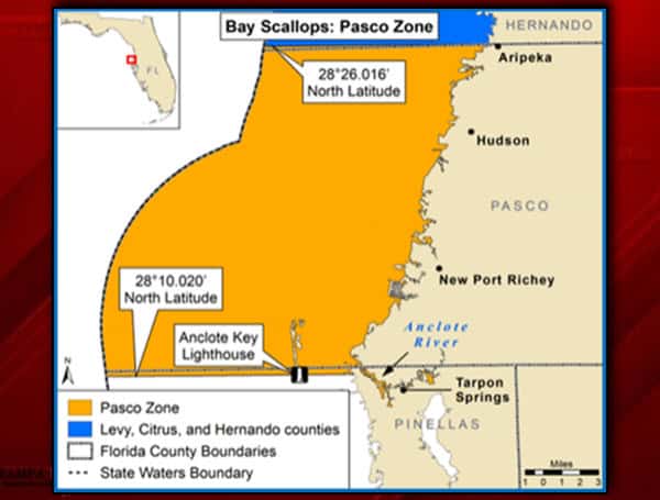 Pasco County Bay Scallop Season Halted Due To Toxin Detection