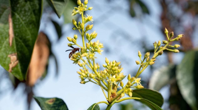 Avocados In North Florida? New UF/IFAS Varieties Beat The 2026 Freeze