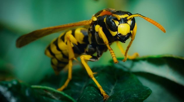 Winged Allies: How Two Native Wasps Are Saving Florida Crops From An Invasive Threat