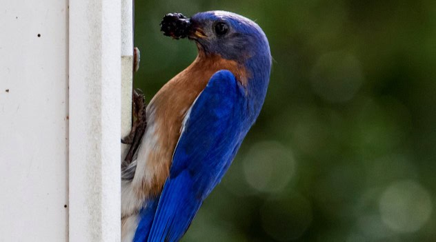 From Feeders To Flyways: How Floridians Can Master The Art Of Backyard Birding