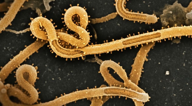 Ebola Virus