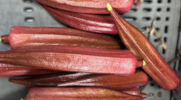 From Backyard Garden To Health Powerhouse: The Rise Of Florida Okra