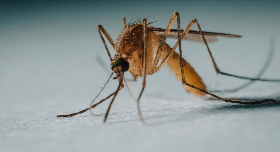 Mosquito Alert: Eighth Local Dengue Case Confirmed In Hillsborough County