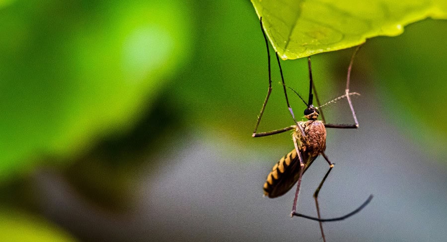 Two Locally Acquired Dengue Cases Confirmed In Pinellas County