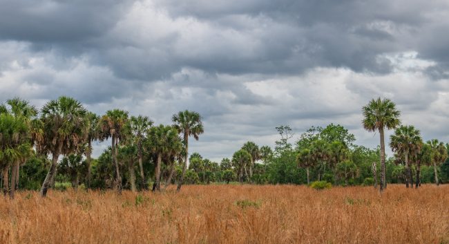Syfrett Farm & Ranch in Highlands County, Florida. Photo: Lauren Yoho/Wildpath