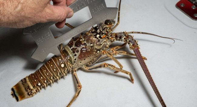 Lobster