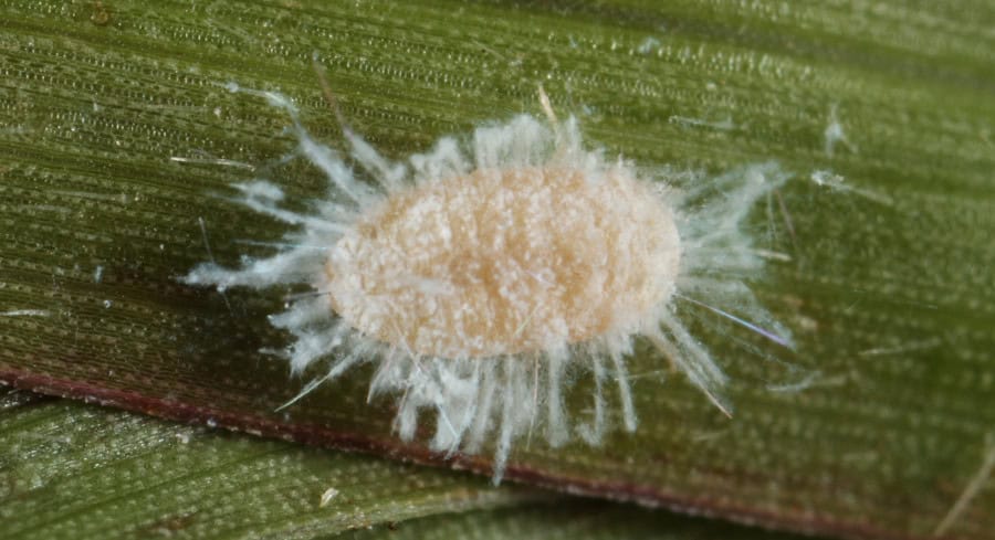 Florida Farmers Battle Tiny Invader: Pasture Mealybug Rapidly Devouring Grasslands, Sugarcane Florida Farmers Battle Tiny Invader: Pasture Mealybug Rapidly Devouring Grasslands, Sugarcane