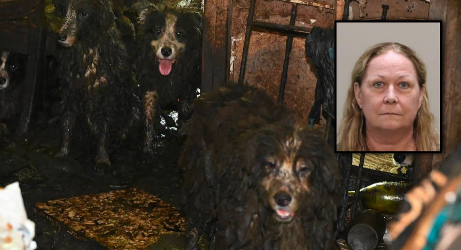 Florida Woman Charged With 72 Counts Of Animal Cruelty After 36 Border Collies Rescued