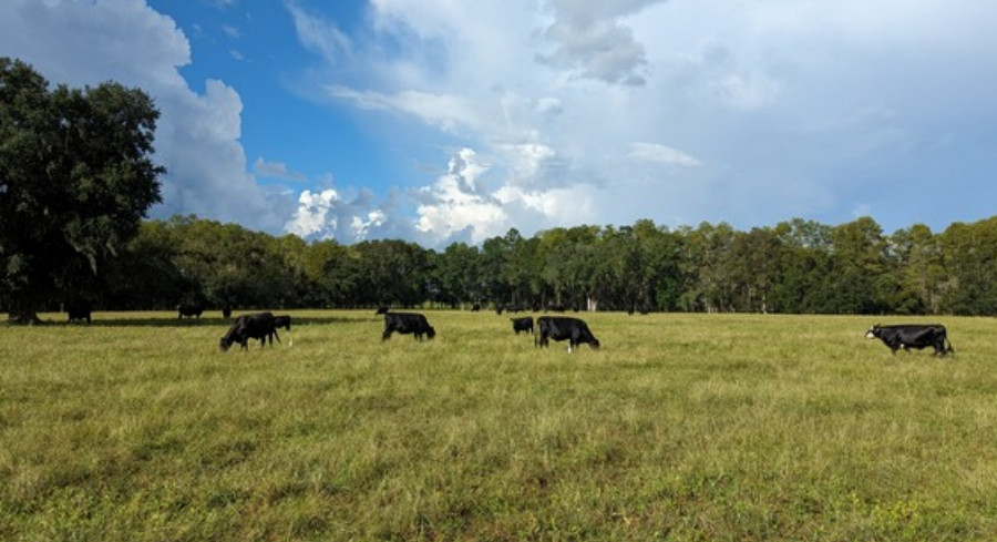 Florida Safeguards Over 2,600 Acres Of Working Farmland And Ranches