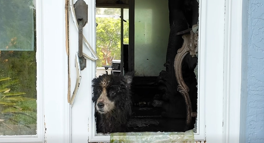 Florida Law Enforcement Backs Trio Of Federal Bills Targeting Animal Fighting And Cruelty