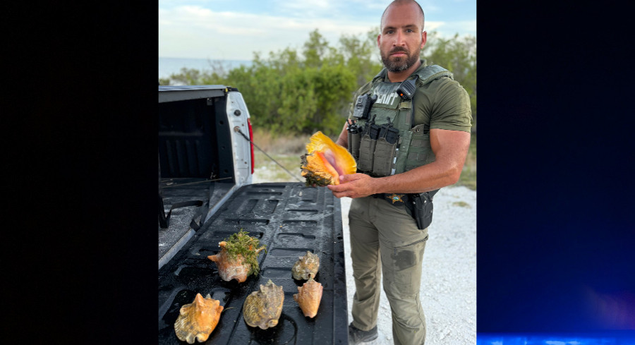Oklahoma Man Jailed In Florida Keys After Deputy Finds Six Queen Conch Oklahoma Man Jailed In Florida Keys After Deputy Finds Six Queen Conch