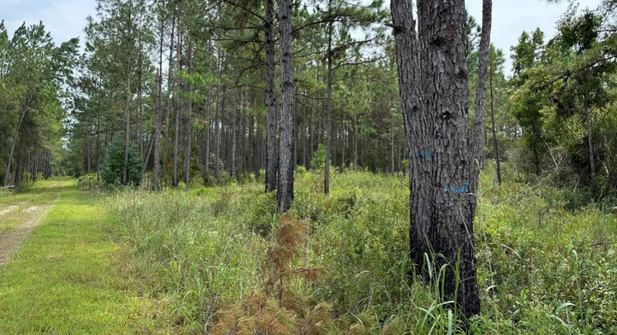 Florida Secures Permanent Protection For 1,675 Acres Of Farmland In Levy And Putnam Counties