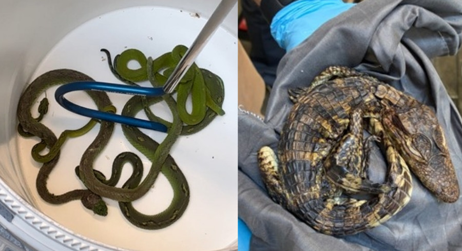 California Border Bust Bags 69 Rare Reptiles Stuffed In Pillowcases