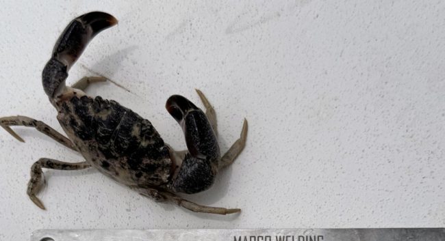Man Cited for Stone Crab Violations