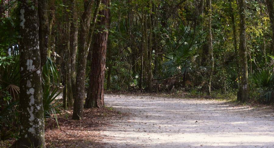 Human Remains Discovered Outside Tent In Citrus County Woods