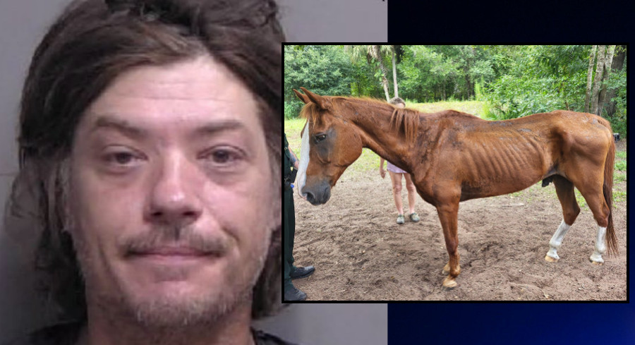 Florida Man Arrested After Leaving Elderly Horse Starved To Bone