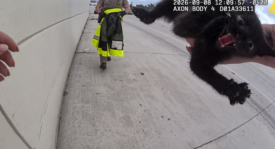 Stranded Kitten Rescued On I-275 In Tampa Finds New Home With Rescuing Deputy