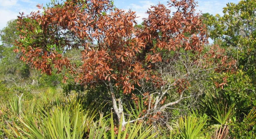 Tampa Bay Homeowners Urged To Check Avocado, Shade Trees As Lethal Laurel Wilt Spreads